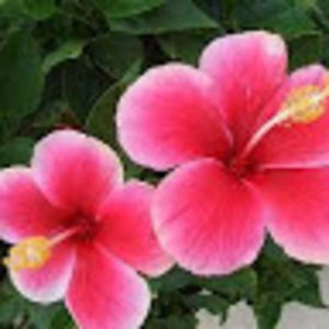 Meet your Posher, Annabelle